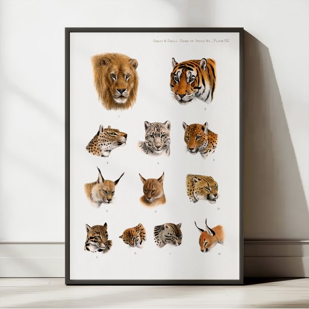 Indiens vilde dyr - Safariillustration fra 1900