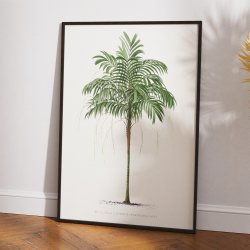 Palmer - Botanisk illustration fra 1878