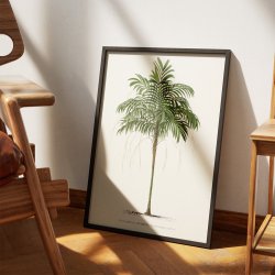 Palmer - Botanisk illustration fra 1878