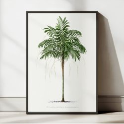 Palmer - Botanisk illustration fra 1878