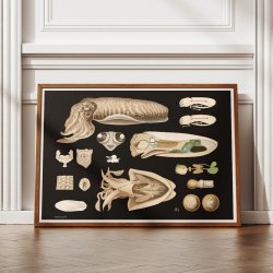 Tiarmet bl�ksprutte 1910 - Zoologisk planche