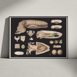 Tiarmet bl�ksprutte 1910 - Zoologisk planche