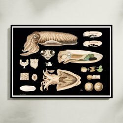 Tiarmet bl�ksprutte 1910 - Zoologisk planche