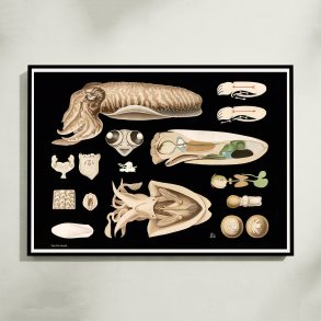 Tiarmet bl�ksprutte 1910 - Zoologisk planche
