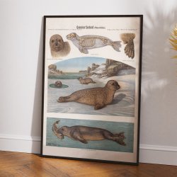 S�lhund 1907 - Zoologisk planche af Albert Kull