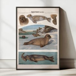 S�lhund 1907 - Zoologisk planche af Albert Kull