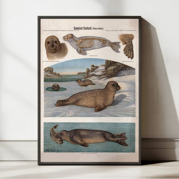 S�lhund 1907 - Zoologisk planche af Albert Kull