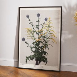 Tidselkugle og gyldenris 1910 - Botanisk planche