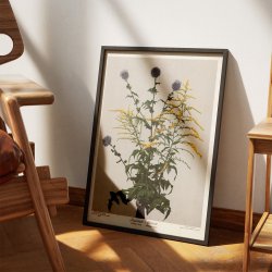 Tidselkugle og gyldenris 1910 - Botanisk planche