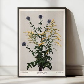 Tidselkugle og gyldenris 1910 - Botanisk planche