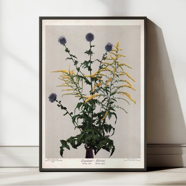 Tidselkugle og gyldenris 1910 - Botanisk planche