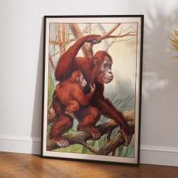 Orangutang 1910 - Zoologisk planche