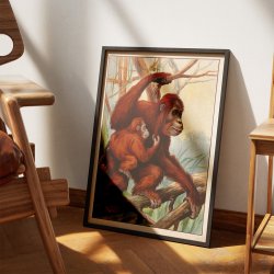 Orangutang 1910 - Zoologisk planche