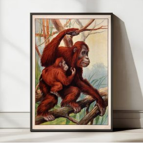 Orangutang 1910 - Zoologisk planche