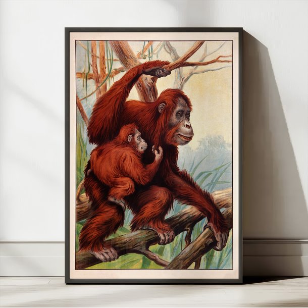 Orangutang 1910 - Zoologisk planche