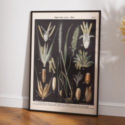 Rug og hvede 1894 - Botanisk planche