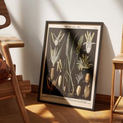 Rug og hvede 1894 - Botanisk planche
