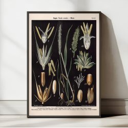 Rug og hvede 1894 - Botanisk planche