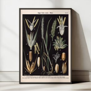 Rug og hvede 1894 - Botanisk planche