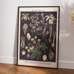 Humle og hamp 1894 - Botanisk planche