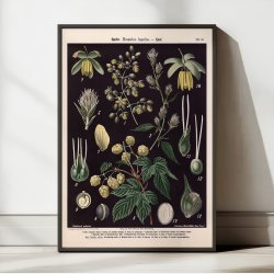 Humle og hamp 1894 - Botanisk planche