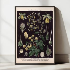 Humle og hamp 1894 - Botanisk planche