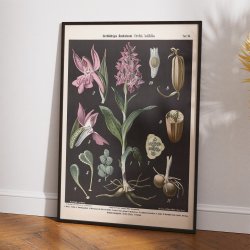 Bredbladet og almindelig g�geurt 1894 - Botanisk planche