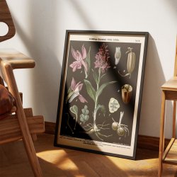Bredbladet og almindelig g�geurt 1894 - Botanisk planche