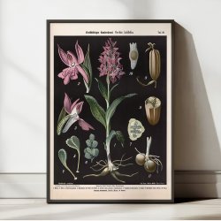 Bredbladet og almindelig g�geurt 1894 - Botanisk planche