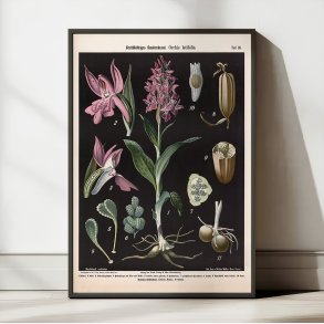 Bredbladet og almindelig g�geurt 1894 - Botanisk planche