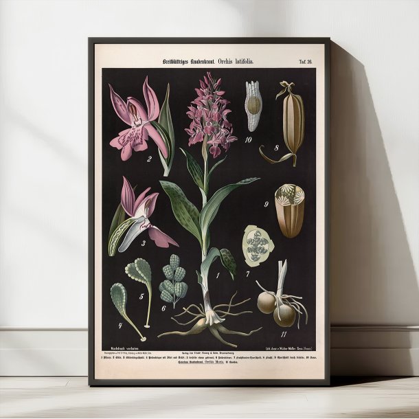 Bredbladet og almindelig g�geurt 1894 - Botanisk planche