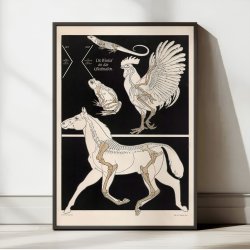 Vinklen i glideled 1907 - Zoologisk undervisningsplakat