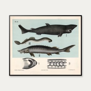 Bruskfisk 1881 - Dybdahls zoologiske planche