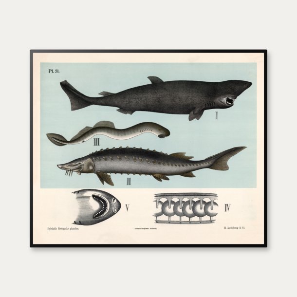 Bruskfisk 1881 - Dybdahls zoologiske planche