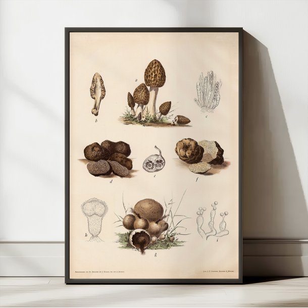 Morkel, tr�ffel og st�vbold 1911 - Botanisk svampeplanche