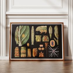 Stor k�lsommerfugl 1910 - Zoologisk planche