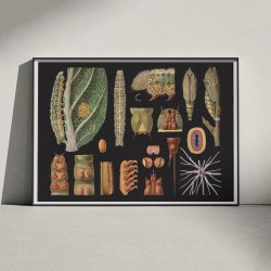 Stor k�lsommerfugl 1910 - Zoologisk planche