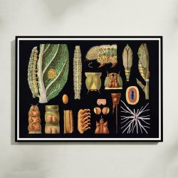Stor k�lsommerfugl 1910 - Zoologisk planche