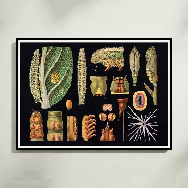 Stor k�lsommerfugl 1910 - Zoologisk planche