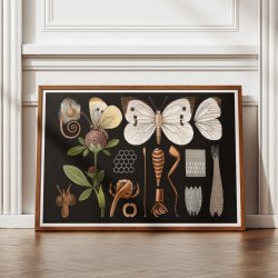 Stor k�lsommerfugl II 1910 - Zoologisk planche