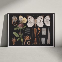 Stor k�lsommerfugl II 1910 - Zoologisk planche