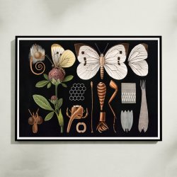 Stor k�lsommerfugl II 1910 - Zoologisk planche