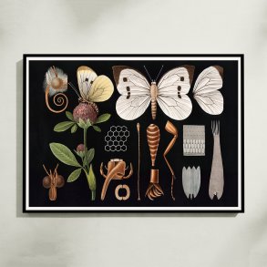 Stor k�lsommerfugl II 1910 - Zoologisk planche