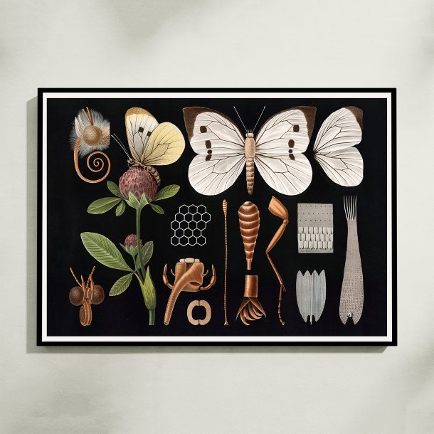 Stor k�lsommerfugl II 1910 - Zoologisk planche