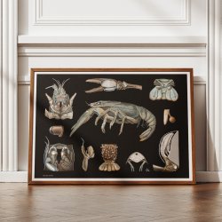 Flodkrebs 1910 - Zoologisk planche