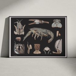 Flodkrebs 1910 - Zoologisk planche