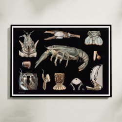 Flodkrebs 1910 - Zoologisk planche
