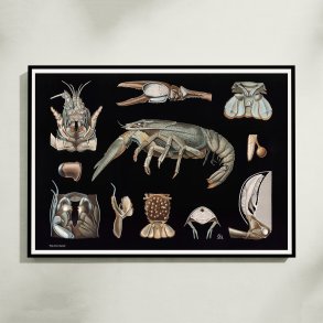 Flodkrebs 1910 - Zoologisk planche
