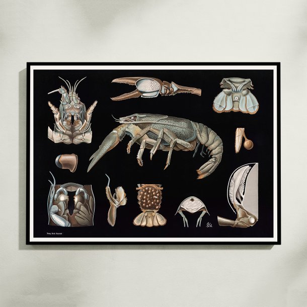 Flodkrebs 1910 - Zoologisk planche