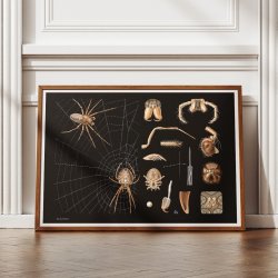 Korsedderkop 1910 - Zoologisk planche